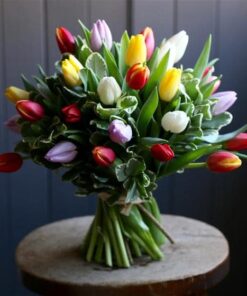 Rainbow Tulips