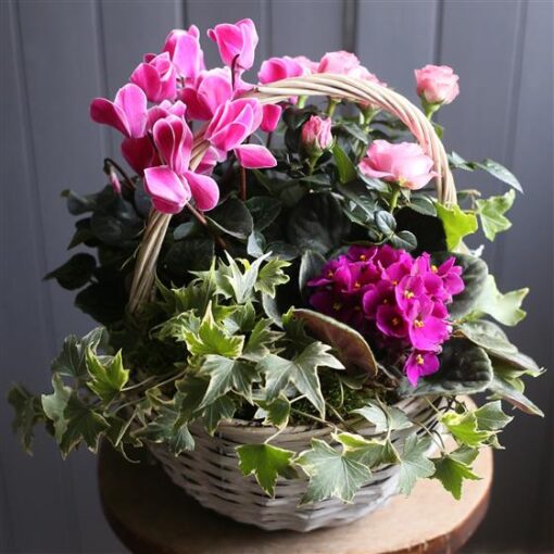 A Pink Flowering Planted Basket