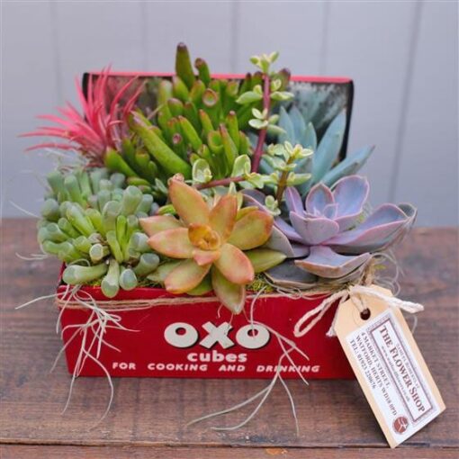 Oxo Tin Planted Arrangement